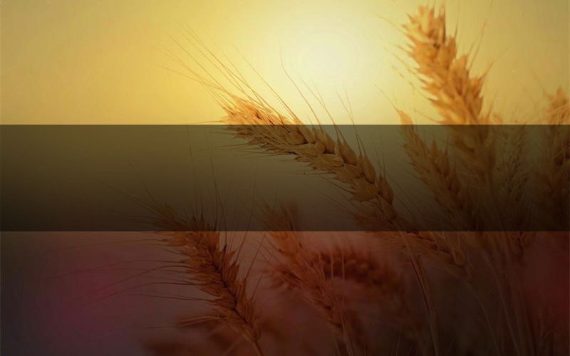 罗刹鬼市剧本杀怎么推理（罗刹鬼市凶手任务剧透）