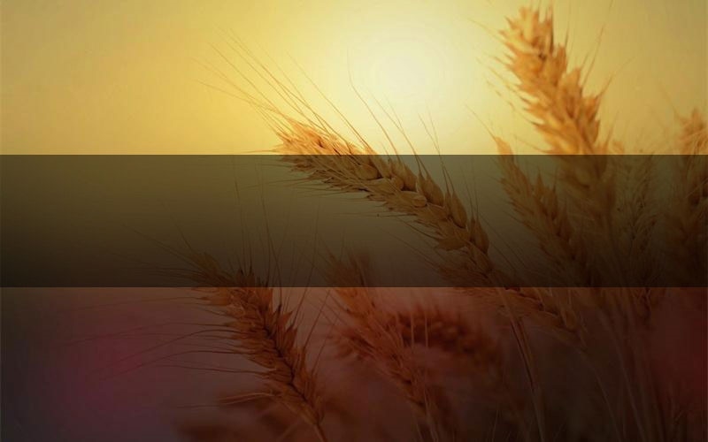 月落洼角色C位推荐(月落洼剧本杀真相剧透)