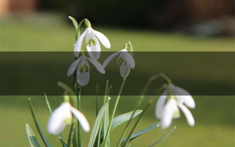 西瓜生于血骨之上解析疑点推理（西瓜生于血骨之上新本亮点）